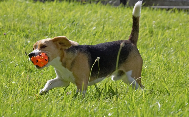 I don't care about it's condition, it's my favourite toy
Λέξεις-κλειδιά: Archie Beagle puppy