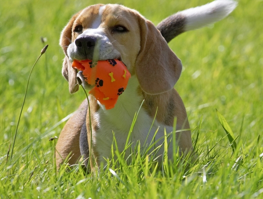 Aren't balls for chewing??
Anahtar kelimeler: Archie Beagle puppy