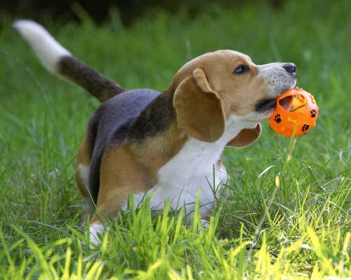 Where shall I take this now?
الكلمات الإستدلالية(لتسهيل البحث): Archie Beagle puppy