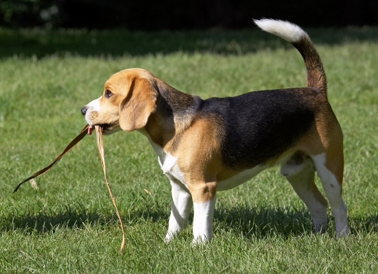 Look, I've found something else to play with..........
Ключови думи: Archie Beagle puppy