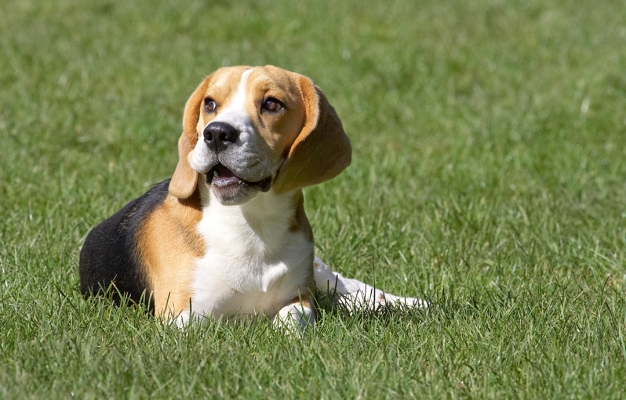 I'm just chillin' out, OK!
Schlüsselwörter: Archie Beagle puppy
