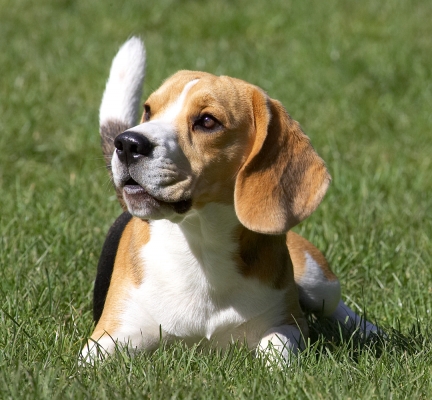 Ooh, are we gonna do something else?
Schlüsselwörter: Archie Beagle puppy