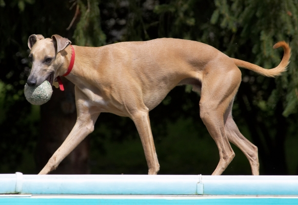 I'll just take this ball somewhere safe
Ключові слова: Kipper Whippet