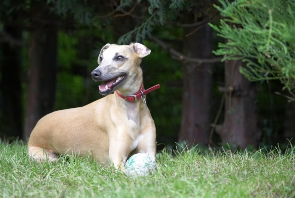 On guard!
Ключові слова: Kipper Whippet