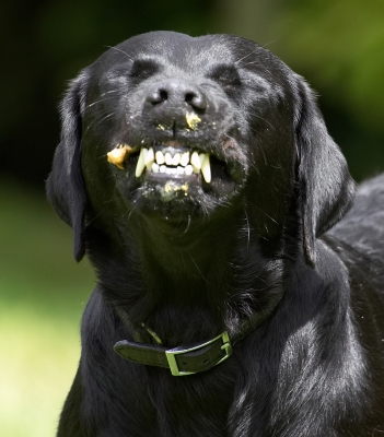 I'm good looking really!
Anahtar kelimeler: Ebony Black Labrador peanut butter