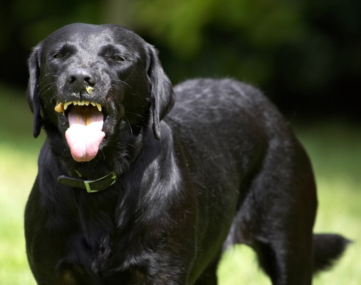 Have I got it all?
Anahtar kelimeler: Ebony Black Labrador tongue peanut butter