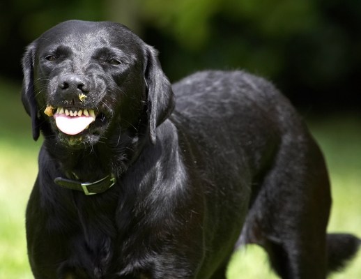 Blissssssssss
Keywords: Ebony Black Labrador tongue peanut butter