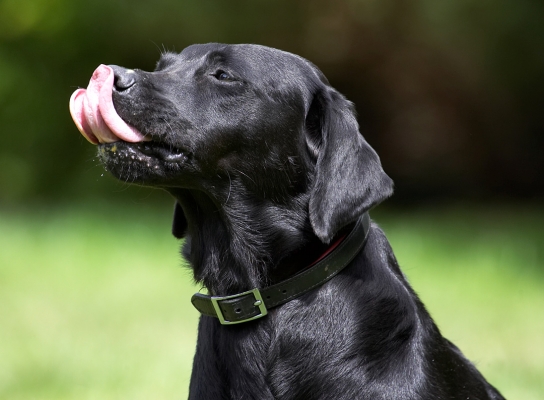 Gotta get every little bit.........
Ключови думи: Ebony Black Labrador tongue peanut butter