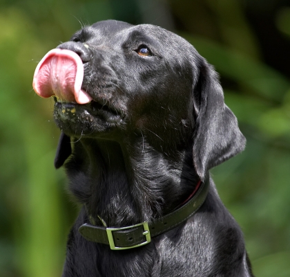 .......... and there's a little bit there..........
Anahtar kelimeler: Ebony Black Labrador tongue peanut butter