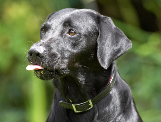 I'm ready for more
Klíčová slova: Ebony Black Labrador tongue peanut butter