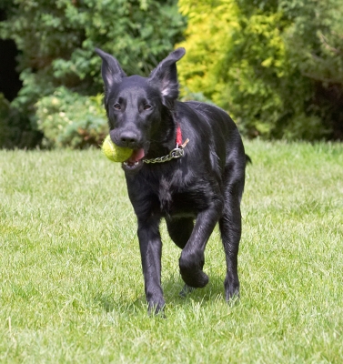 This is why I'm called a Retriever!
Ključne besede: Sophie Flat Coated Retriever