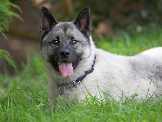 Yeah, I know you're watching me
Anahtar kelimeler: Guinness Norwegian Elk Hound tongue