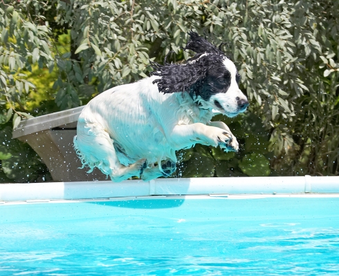 ........... again
Keywords: Charlie Cocker Spaniel swimming