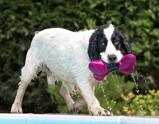 I'm hanging on to this!
Ключови думи: Charlie Cocker Spaniel
