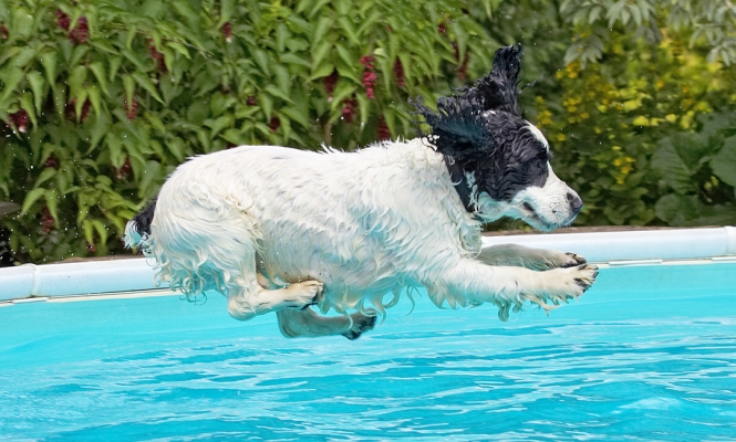 See, it's not only pigs wot can fly
Keywords: Charlie Cocker Spaniel swimming