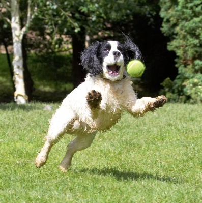 Land or water - I'm an ace ball catcher
Ključne besede: Charlie Cocker Spaniel