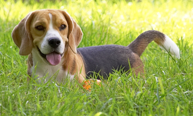 Hey, we all gotta take a break sometime
Ključne besede: Archie Beagle puppy tongue