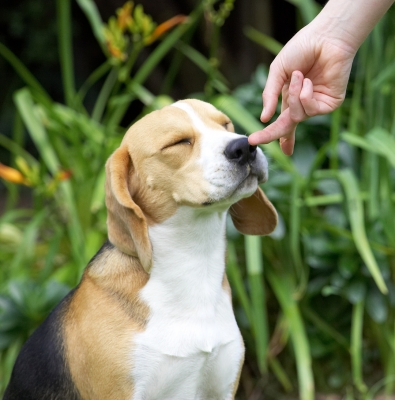 Ooh, that smells good
Palabras clave: Archie Beagle puppy