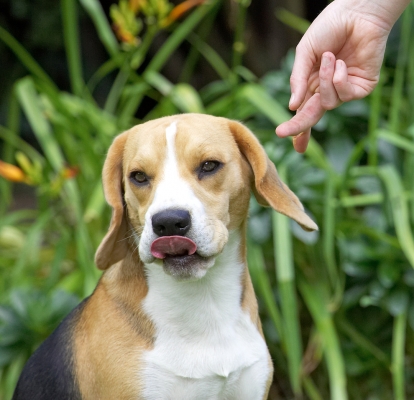 Yummmmmm
Keywords: Archie Beagle puppy tongue