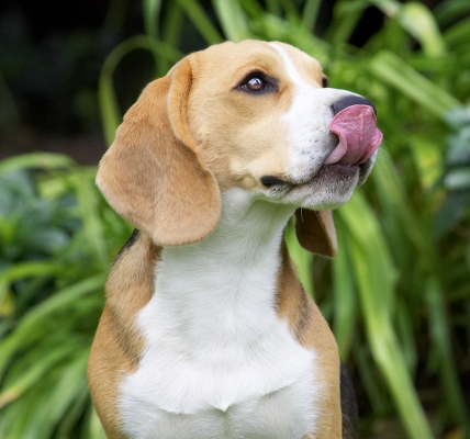 ............ thank you
Schlüsselwörter: Archie Beagle puppy tongue