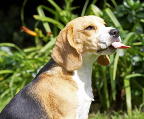 Has it all gone?
Keywords: Archie Beagle puppy tongue peanut butter