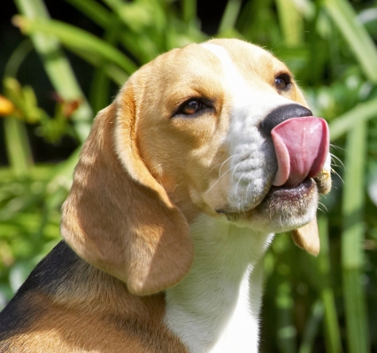 Gotta get it all
Ключові слова: Archie Beagle puppy tongue peanut butter