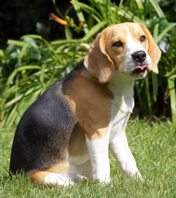 This is  hard work.........
Keywords: Archie Beagle puppy tongue peanut butter