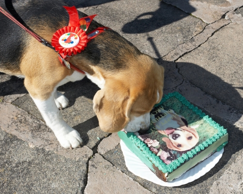 Hey, this looks like me
Happy Birthday Archie - 1 today, 28 July 2007
Słowa kluczowe: Archie Beagle puppy birthday cake