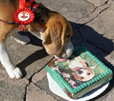 Hey, this is pretty good
Schlüsselwörter: Archie Beagle puppy birthday cake