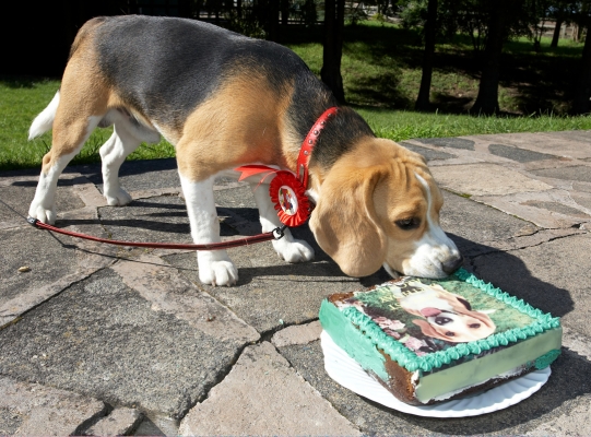 I'm getting stuck in now
Keywords: Archie Beagle puppy birthday cake