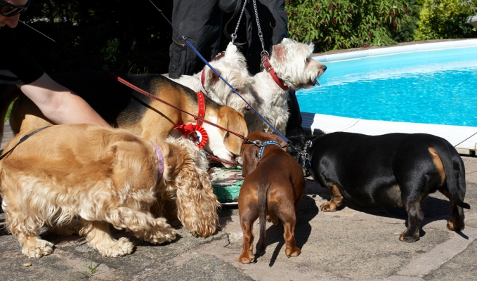 Where did you all come from??
Anahtar kelimeler: Archie Beagle puppy birthday cake Alicia American Cocker Spaniel Louis Remy Miniature Daschund Molly Scruffy West Highland Terrier party