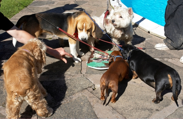 You mean I gotta share this?!
Keywords: Archie Beagle puppy birthday cake party Alicia American Cocker Spaniel Louis Remy Miniature Daschund Molly Scruffy West Highland Terrier
