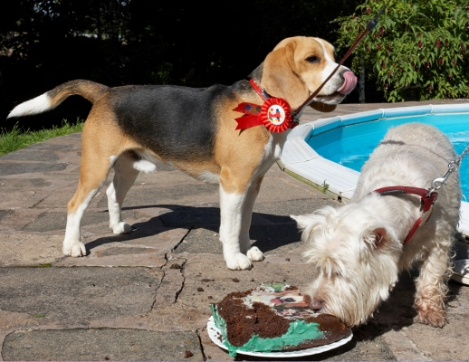 That's OK, I've  had enough
Keywords: Archie Beagle puppy birthday party cake Molly Scruffy West Highland Terrier