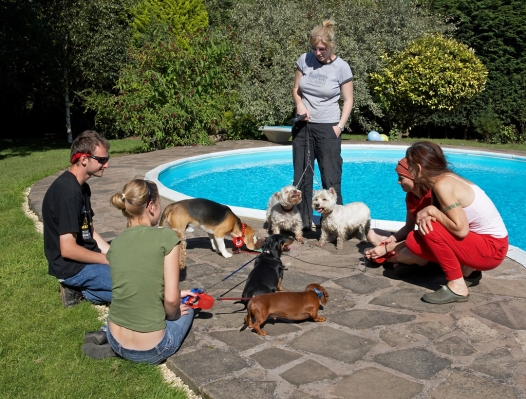 Yep, we're having a good time
Trefwoorden: Archie Beagle puppy birthday party cake Louis Remy Miniature Daschund Molly Scruffy West Highland Terrier Grzegorz Julita Laura Marjorie Petra