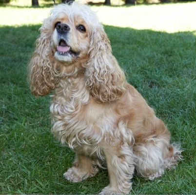 Just bring me a piece of cake ..............
Klíčová slova: Alicia American Cocker Spaniel