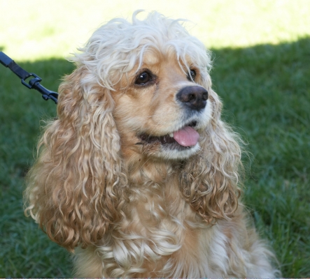 I'm just a party girl
Anahtar kelimeler: Alicia American Cocker Spaniel tongue