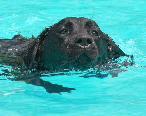 And I thought I was going on a walk
Keywords: Ellie Black Labrador