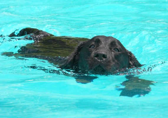 This is my leisurely style
الكلمات الإستدلالية(لتسهيل البحث): Ellie Black Labrador