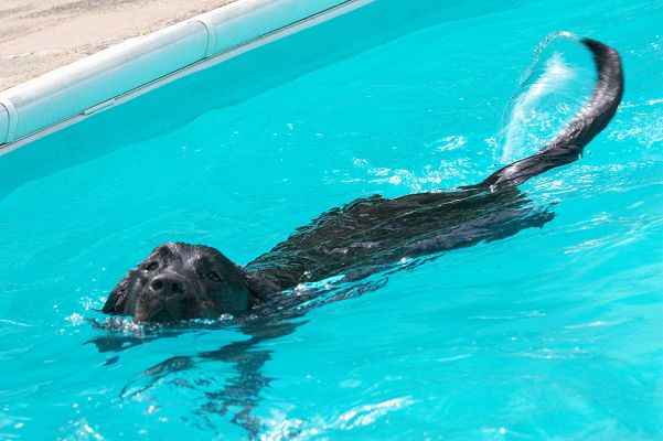 Look, I can use my tail like a rudder
Keywords: Ellie Black Labrador