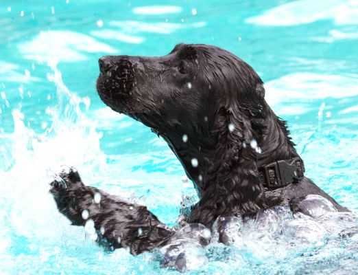 Boy, it's really a splashy way of swimming
Palabras clave: Woody Cocker Spaniel