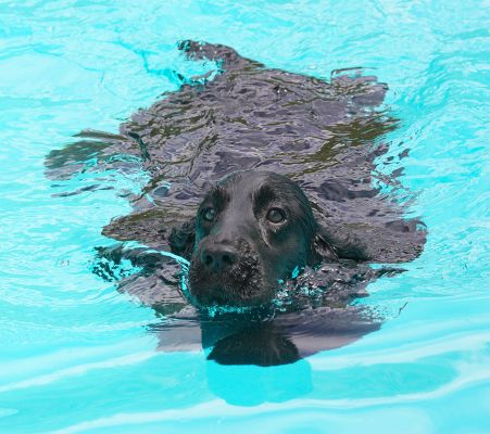 Look how my coat floats
Palabras clave: Woody Cocker Spaniel