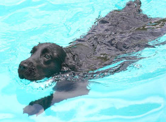 Now I've got the hang of it I've got a really sleek style
Keywords: Woody Cocker Spaniel