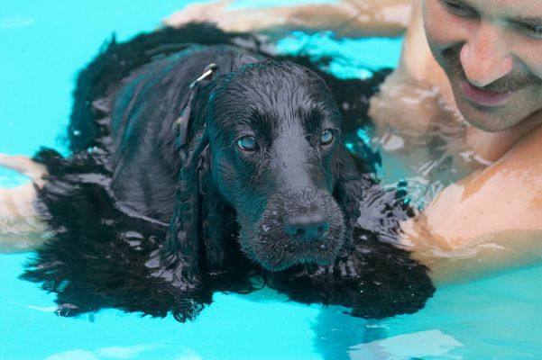 Phew, a break
Ключові слова: Woody Cocker Spaniel Zbigniew