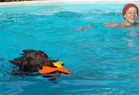 Keep her away from my toys
Keywords: George Chocolate Labrador Petra swimming