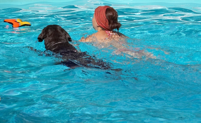 Hey, wait for me
Keywords: George Chocolate Labrador Petra swimming