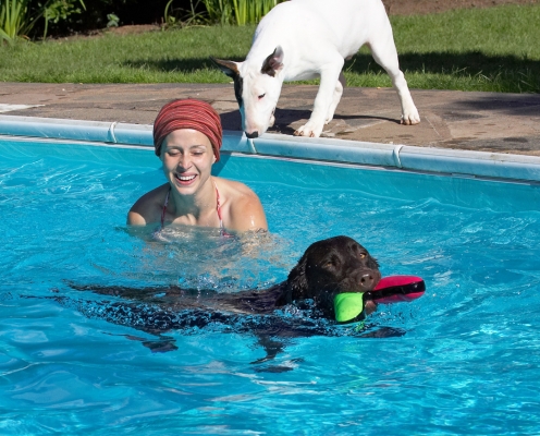 Wot's going on here?
Keywords: George Chocolate Labrador swimming Petra Mana English Bull Terrier