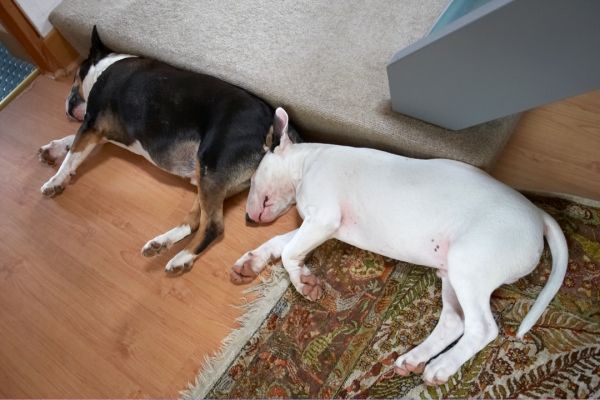 Tapa and Mana Having A Nap
A black-and-white photo of inseparable English bull terriers.
Keywords: Mana Tapa English bull terrier