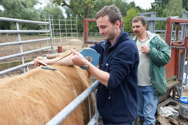 Grzegorz Measuring Ross' Girth (Waist?)
Measuring Ross for his harness.  He's seven feet around.
Palabras clave: Ross of Bien Esk Grzegorz Bednarski Highland cattle Highland bull measure