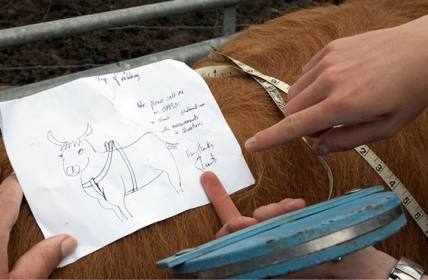 Comparing Ross With The Pattern
Figuring out which measurements are necessary so that Ross' new harness will fit snugly.
Ključne besede: Ross of Bien Esk measurements harness Highland Cattle Highland Bull