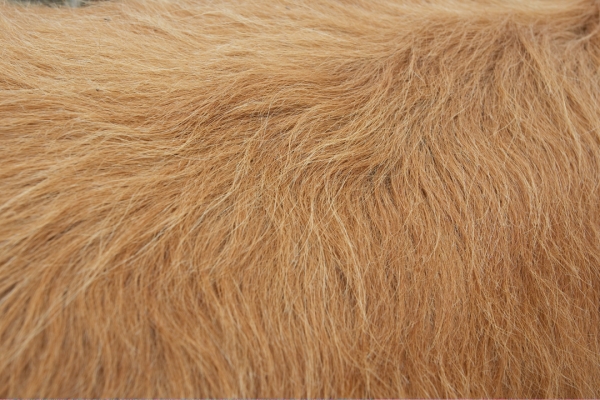 Ross' Coat
A close-up of Ross' summer coat.
Keywords: Ross of Bien Esk Highland cattle Highland bull coat fur red